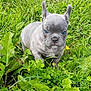 Shiva a rejoint le concours — aidez-le/la à gagner de superbes lots ! puppy, dog, french_bulldog, blue_eyes, grass, greenery, outdoor, nature, young_dog, pet, cute, small, animal, ears_up, yellow_flowers, fur, adorable, closeup, curious, portrait
