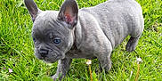 Shiva a rejoint le concours — aidez-le/la à gagner de superbes lots ! puppy, dog, french_bulldog, grass, outdoor, greenery, young, pet, animal, cute, small, ears, fur, nature, exploring, daylight, mammal, walking, playful, adorable