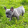 puppy, dog, french_bulldog, grass, outdoor, greenery, young, pet, animal, cute, small, ears, fur, nature, exploring, daylight, mammal, walking, playful, adorable