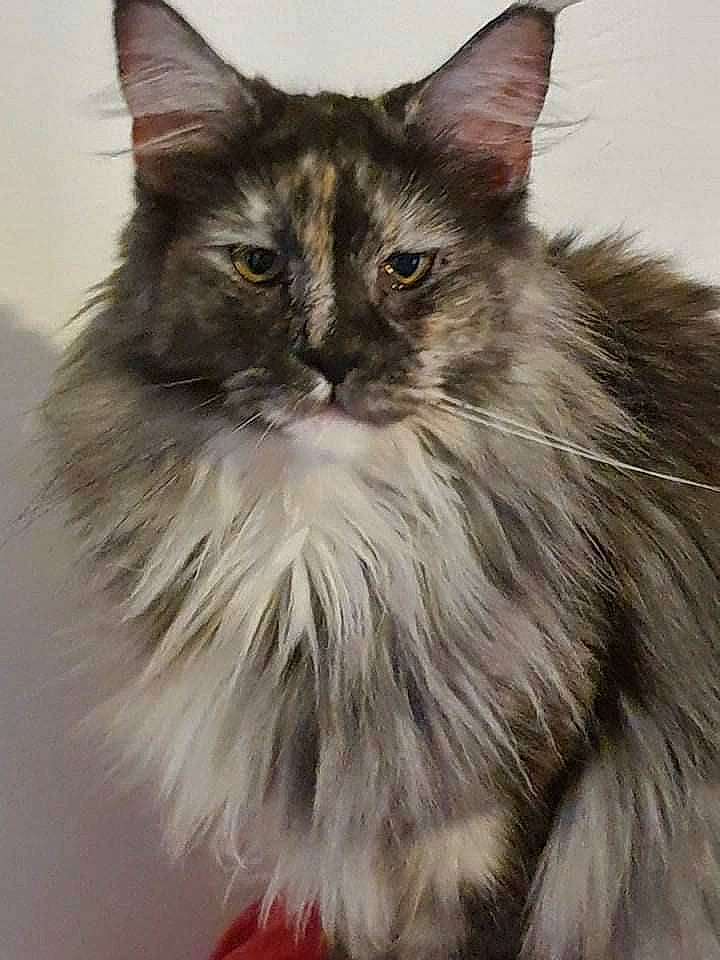 Shadow participe au concours pour gagner de l'argent avec cette photo : british_longhair, carnivore, cat, eye, fawn, felidae, fur, hair, maine_coon, persian, small_to_medium_sized_cats, snout, terrestrial_animal, whiskers