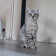 Altesse a rejoint le concours — aidez-le/la à gagner de superbes lots ! cat, kitten, gray_tabby, indoor, floor, pet, animal, sitting, curious, young_cat, whiskers, ears, eyes, door, wall, home, domestic, feline, cute, fur