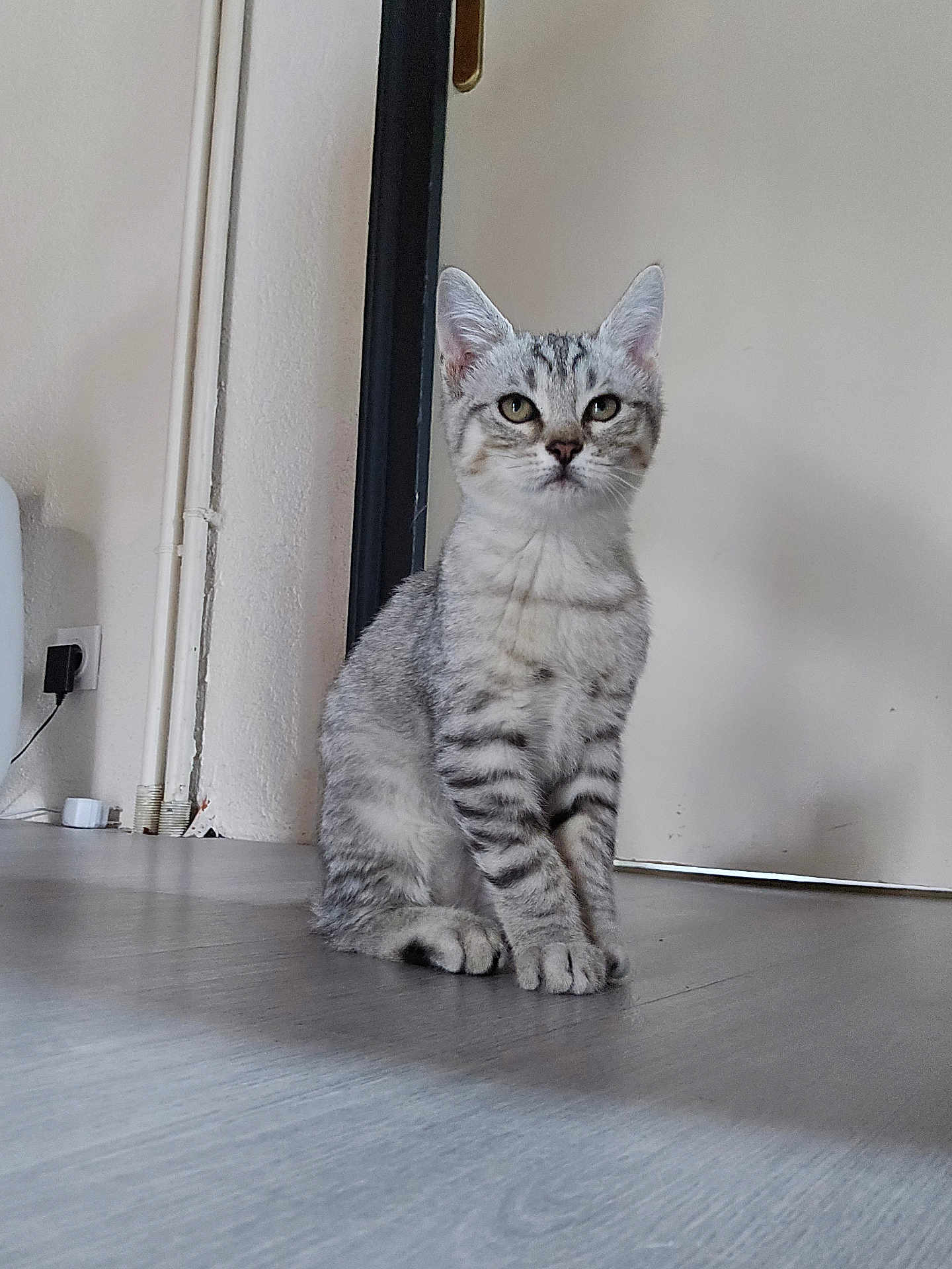 Altesse a rejoint le concours — aidez-le/la à gagner de superbes lots ! cat, kitten, gray_tabby, indoor, floor, pet, animal, sitting, curious, young_cat, whiskers, ears, eyes, door, wall, home, domestic, feline, cute, fur