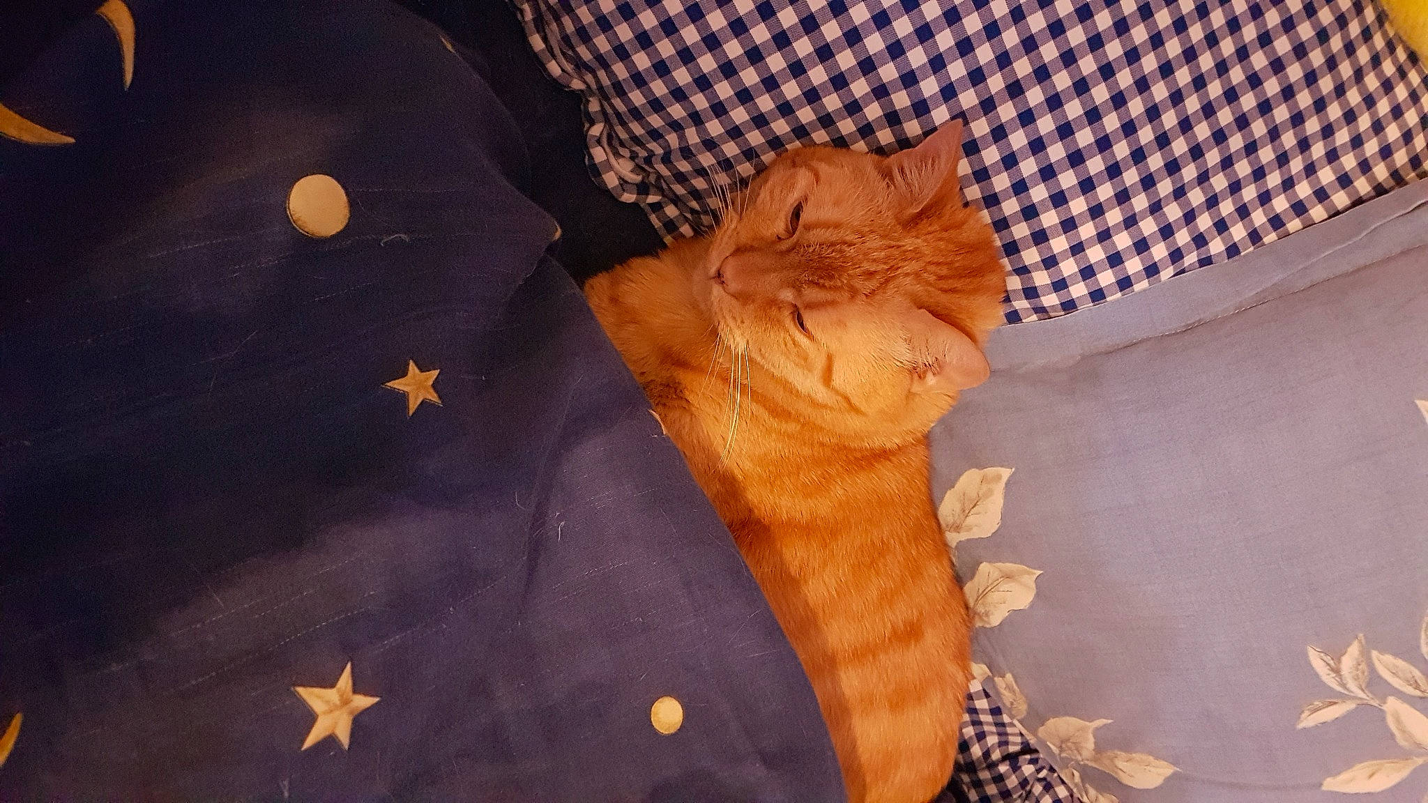 Moonlight a rejoint le concours — aidez-le/la à gagner de superbes lots ! astronomical_object, carnivore, cat, domestic_short_haired_cat, fawn, felidae, peach, plaid, small_to_medium_sized_cats, snout, space, star, tartan, whiskers