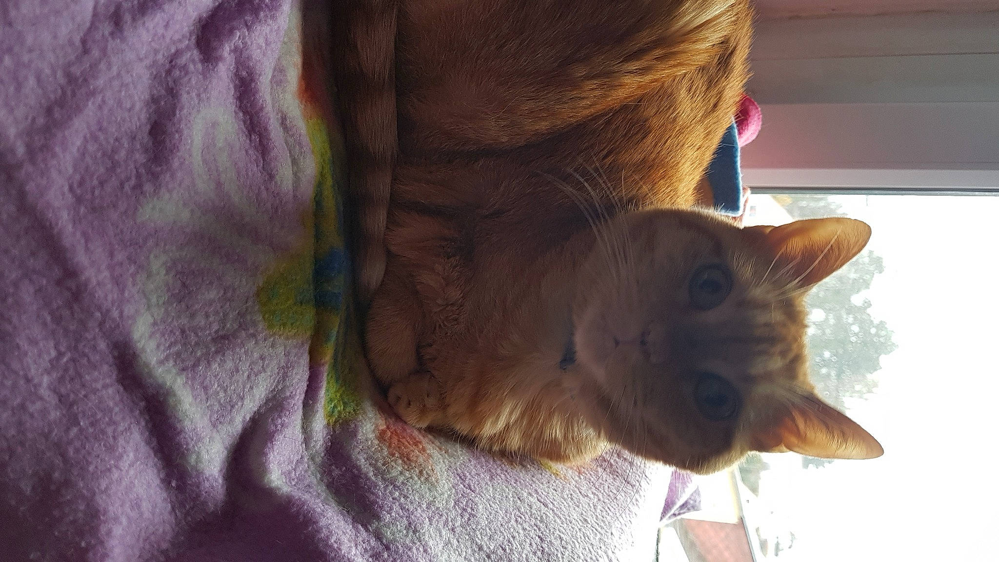 Moonlight participe au concours pour gagner de l'argent avec cette photo : brown, carnivore, cat, fawn, felidae, fur, lavender, liver, purple, skin, small_to_medium_sized_cats, snout, vertebrate, violet, whiskers