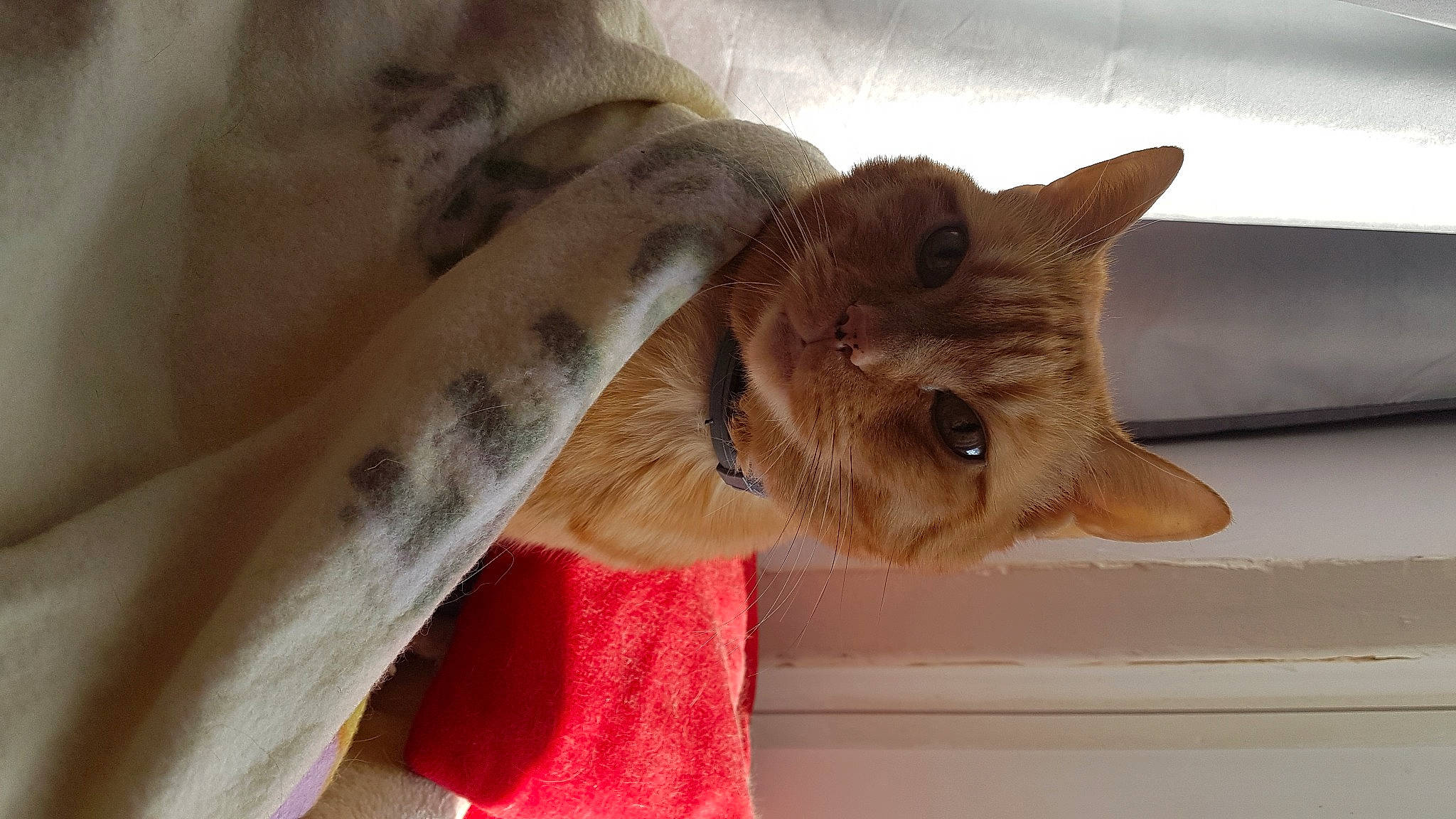 Moonlight participe au concours pour gagner de l'argent avec cette photo : beige, carnivore, cat, domestic_short_haired_cat, fawn, felidae, fur, kitten, peach, skin, small_to_medium_sized_cats, snout, vertebrate, whiskers