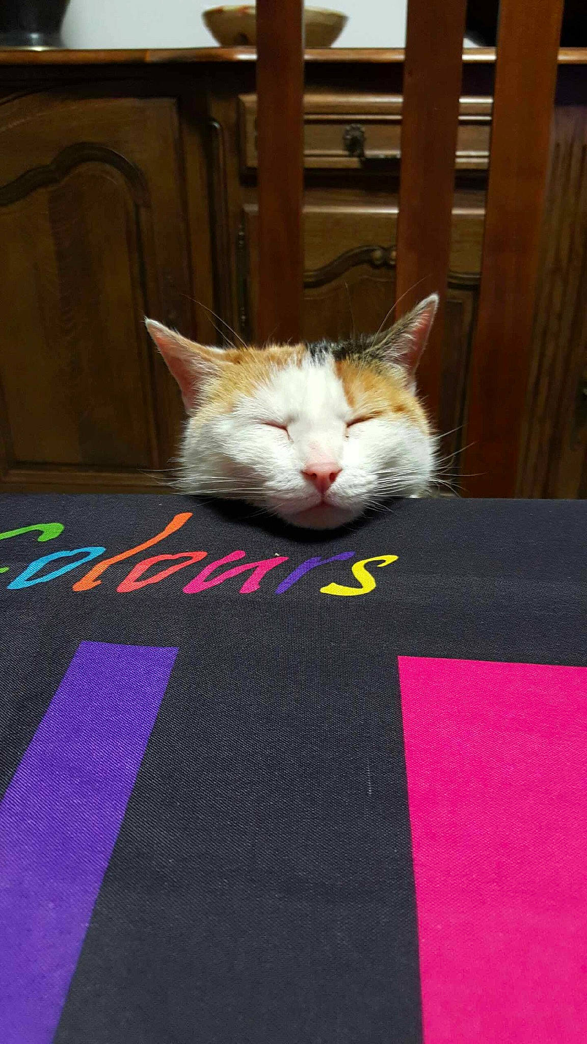 Faya a rejoint le concours — aidez-le/la à gagner de superbes lots ! bedding, carnivore, carpet, cat, domestic_short_haired_cat, felidae, floor, flooring, fur, grey, linens, magenta, mat, pattern, rectangle, room, small_to_medium_sized_cats, textile, whiskers, wood