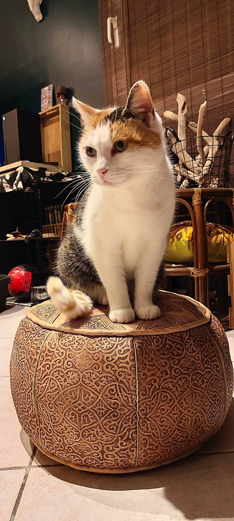 Faya participe au concours pour gagner de l'argent avec cette photo : box, carnivore, cat, cat_supply, ceramic, dishware, domestic_short_haired_cat, earthenware, felidae, fur, paw, pet_supply, porcelain, pottery, serveware, sitting, small_to_medium_sized_cats, snout, tail, whiskers