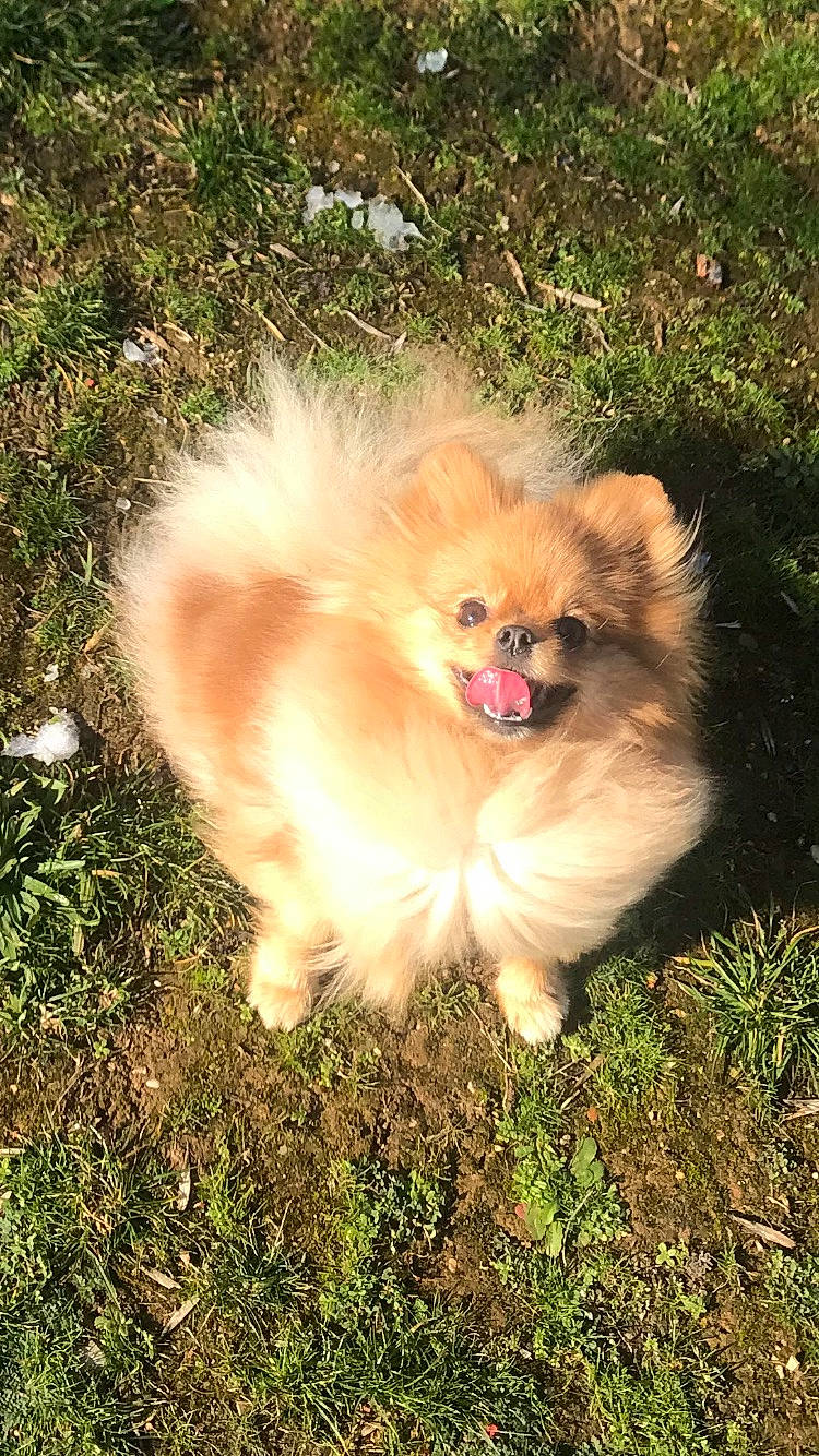 Nina a rejoint le concours — aidez-le/la à gagner de superbes lots ! canidae, carnivore, companion_dog, dog, dog_breed, fawn, fur, german_spitz, german_spitz_klein, german_spitz_mittel, grass, non_sporting_group, plant, puppy, snout, spitz, sporting_group, toy_dog, working_animal, working_dog