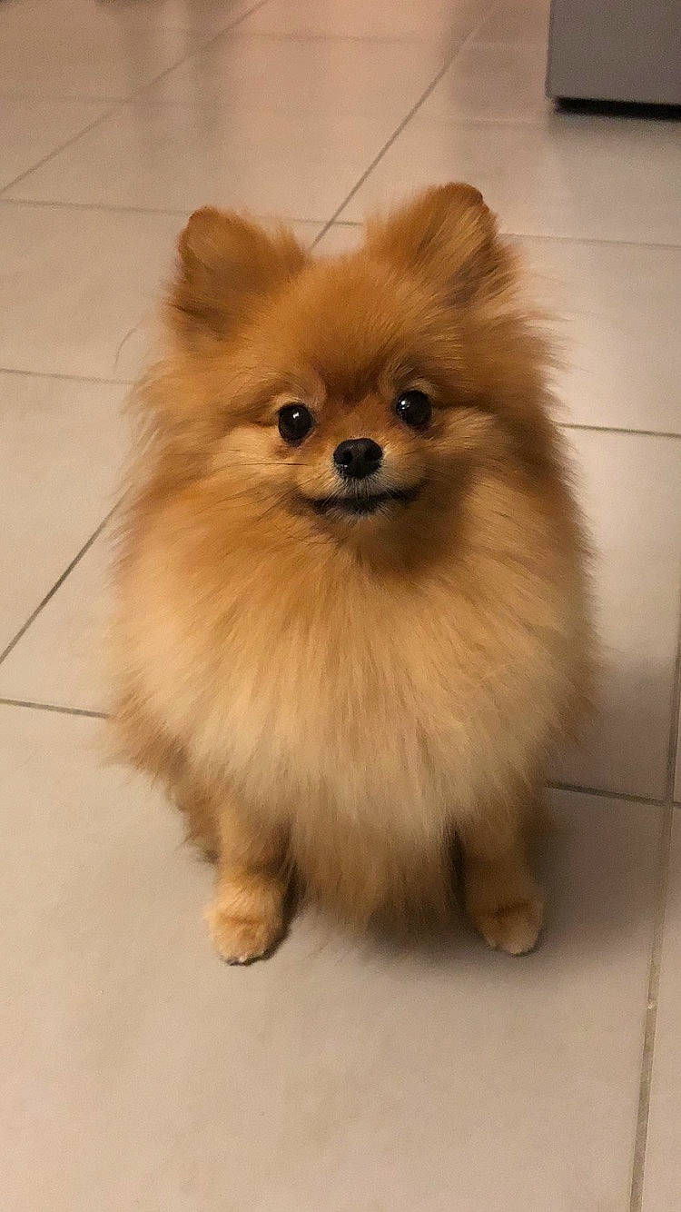 Nina a rejoint le concours — aidez-le/la à gagner de superbes lots ! canidae, carnivore, companion_dog, dog, dog_breed, fawn, flooring, fur, german_spitz, german_spitz_klein, german_spitz_mittel, snout, spitz, sporting_group, terrestrial_animal, tile_flooring, toy_dog, volpino_italiano, whiskers, working_animal