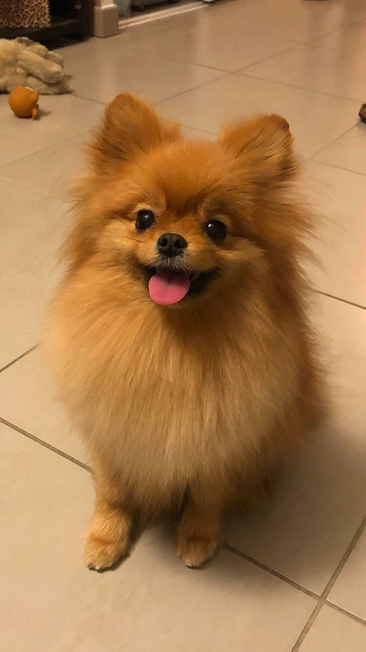 Nina participe au concours pour gagner de l'argent avec cette photo : canidae, carnivore, companion_dog, dog, dog_breed, dog_supply, fawn, flooring, fur, german_spitz, german_spitz_klein, liver, pomeranian, snout, spitz, sporting_group, toy_dog, whiskers, wood, working_animal