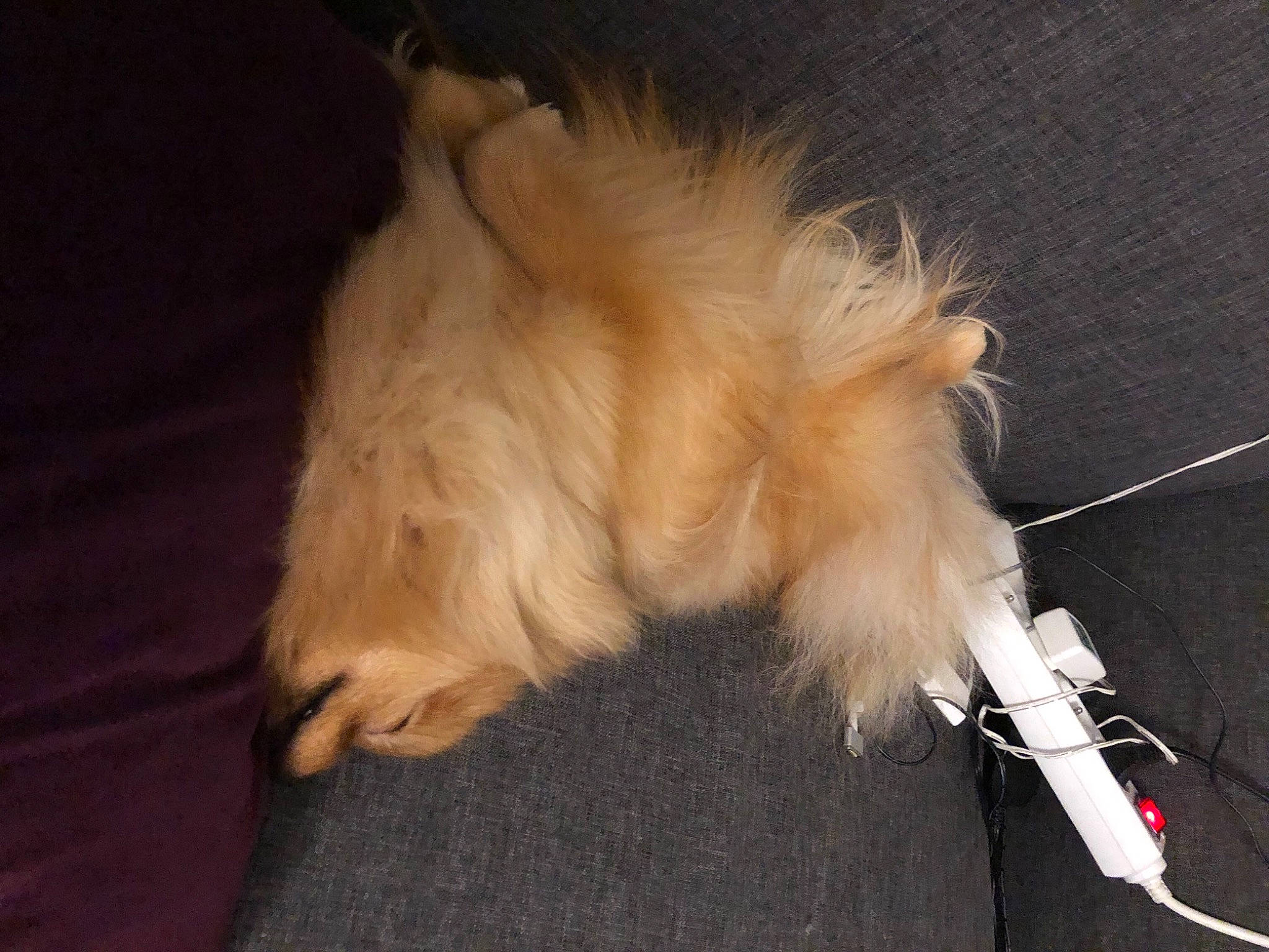 Nina a rejoint le concours — aidez-le/la à gagner de superbes lots ! canidae, carnivore, claw, companion_dog, dog, dog_breed, fawn, felidae, fur, german_spitz, non_sporting_group, paw, small_to_medium_sized_cats, spitz, sporting_group, tail, toy_dog, whiskers, wood, writing_implement