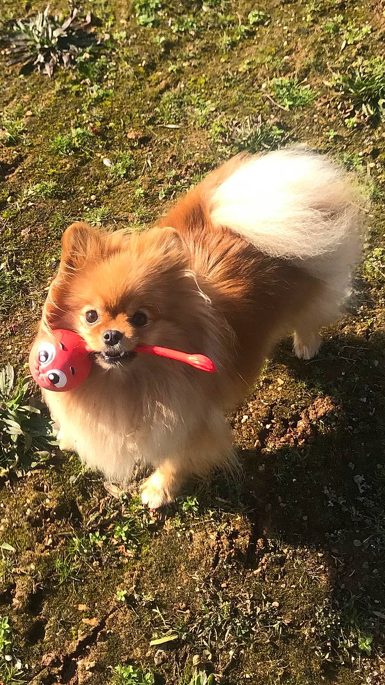 Nina participe au concours pour gagner de l'argent avec cette photo : canidae, carnivore, companion_dog, dog, dog_breed, fawn, fur, german_spitz, german_spitz_klein, german_spitz_mittel, grass, liver, primate, spitz, sporting_group, tail, tibetan_spaniel, toy_dog, whiskers, working_animal