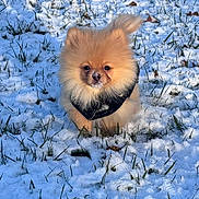 Alber participe au concours pour gagner de l'argent avec cette photo : dog, pomeranian, puppy, snow, grass, fluffy, fur, small_dog, outdoor, winter, coat, black_jacket, cute, portrait, animal, nose, eyes, face, sitting, sunlight