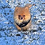 dog, pomeranian, puppy, snow, grass, fluffy, fur, small_dog, outdoor, winter, coat, black_jacket, cute, portrait, animal, nose, eyes, face, sitting, sunlight