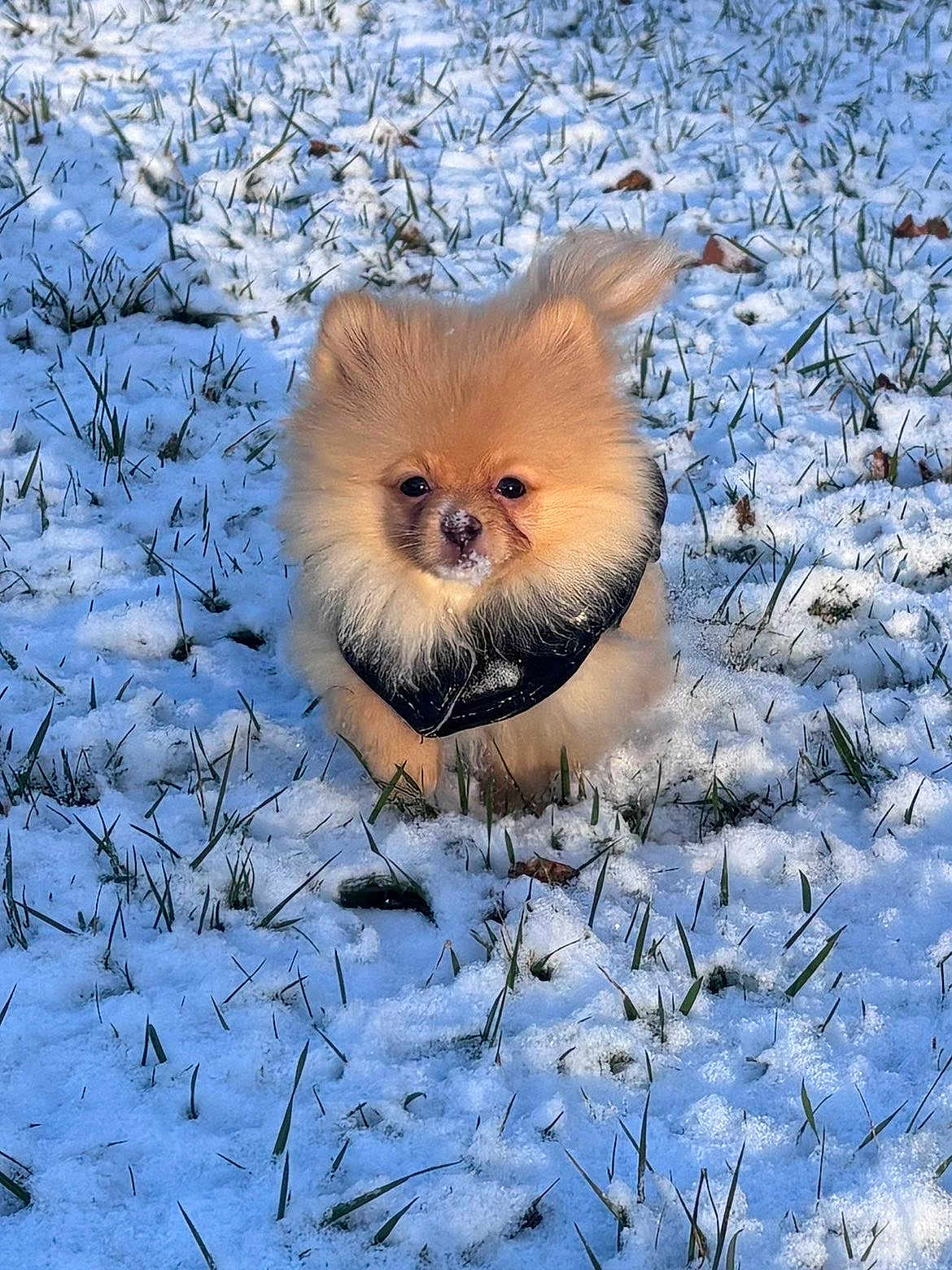 Alber participe au concours pour gagner de l'argent avec cette photo : dog, pomeranian, puppy, snow, grass, fluffy, fur, small_dog, outdoor, winter, coat, black_jacket, cute, portrait, animal, nose, eyes, face, sitting, sunlight