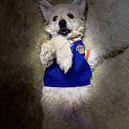 Polo joined the competition — help win amazing prizes! dog, puppy, blue_jersey, basketball, pet_clothing, fluffy, light_brown, carpet, indoor, playful, cute, small_dog, lying_down, raising_paw, looking_up, fur, animal, canine, adorable, pet