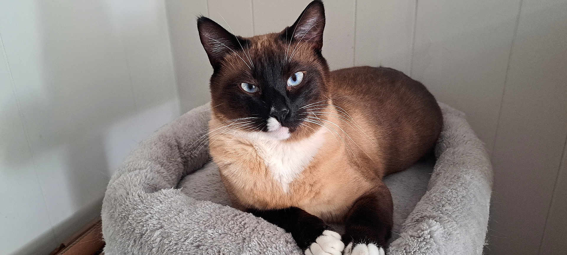 Momo is registered to the contest to win money with this photo: cat, siamese_cat, snowshoe, blue_eyes, whiskers, paws, white_paws, pet_bed, plush_bed, cozy, indoor, relaxed, feline, portrait, close_up, animal, fur, ears, whisker_detail, lounging