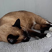 Momo joined the competition — help win amazing prizes! cat, siamese_cat, pet, sleeping, cat_bed, indoor, fur, paw, whiskers, relaxed, cozy, close_up, brown, black, white_paws, furniture, wall_paneling, nap, resting, fluffy_bed