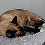 cat, siamese_cat, pet, sleeping, cat_bed, indoor, fur, paw, whiskers, relaxed, cozy, close_up, brown, black, white_paws, furniture, wall_paneling, nap, resting, fluffy_bed