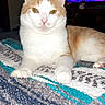 Binx joined the competition — help win amazing prizes! animal, bed, blanket, cat, colorful_lighting, ears, feline, front_view, fur, green_eyes, home, indoors, lying_down, orange_and_white, pet, pink_nose, portrait, sitting, television, whiskers