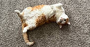 Binx joined the competition — help win amazing prizes! animal, belly_up, carpet, cat, cute, feline, fluffy, fur, green_eyes, home, indoor, lying_down, orange_cat, paws, pet, playful, portrait, relaxed, tail, white_cat
