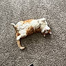 animal, belly_up, carpet, cat, cute, feline, fluffy, fur, green_eyes, home, indoor, lying_down, orange_cat, paws, pet, playful, portrait, relaxed, tail, white_cat