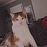 Binx joined the competition — help win amazing prizes! animal, bedroom, blanket, cat, cozy, ears, eyes, feline, fluffy, home, indoors, mirror, orange_and_white, orange_fur, pet, portrait, shelves, sitting, whiskers, white_fur
