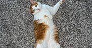 Binx joined the competition — help win amazing prizes! cat, orange_and_white_cat, pet, animal, feline, lying_down, belly_up, raised_paw, green_eyes, whiskers, ears, tail, fur, carpet, indoor, home, toy, relaxed, funny_pose, photography