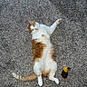 animal, belly_up, carpet, cat, ears, feline, funny_pose, fur, green_eyes, home, indoor, lying_down, orange_and_white_cat, pet, photography, raised_paw, relaxed, tail, toy, whiskers