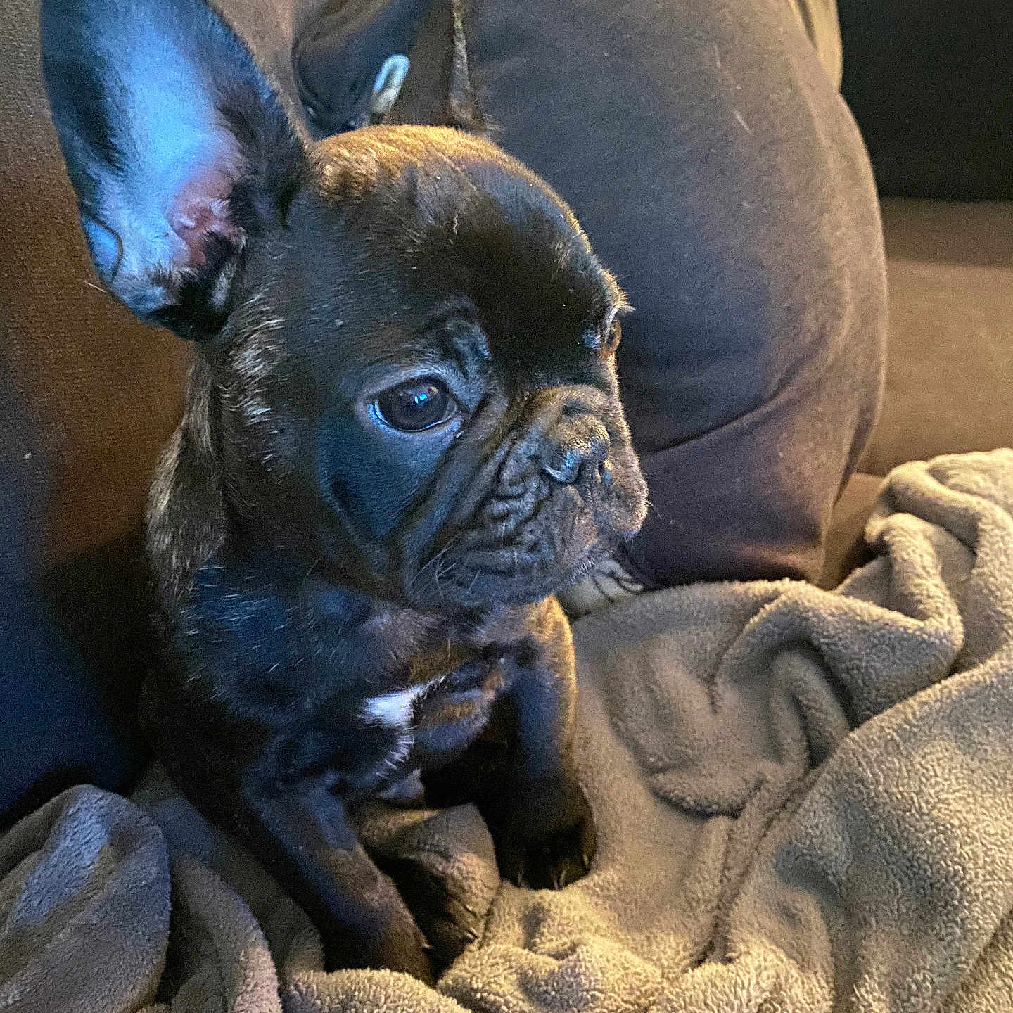 Bo