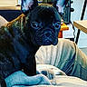 Bo is registered to the contest to win money with this photo: dog, french_bulldog, pet, black_dog, indoor, couch, blanket, furniture, table, ears, eyes, close_up, animal, companion, cute, domestic, home, relaxed, curious, sitting