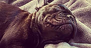 Bo joined the competition — help win amazing prizes! dog, puppy, french_bulldog, sleeping, blanket, cozy, pet, fur, cute, resting, animal, indoor, soft_texture, closeup, relaxing, snout, ears, peaceful, napping, companion