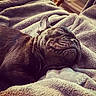 dog, puppy, french_bulldog, sleeping, blanket, cozy, pet, fur, cute, resting, animal, indoor, soft_texture, closeup, relaxing, snout, ears, peaceful, napping, companion