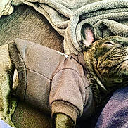 Bo joined the competition — help win amazing prizes! dog, sleeping, black_sweater, blanket, couch, cozy, pet, resting, indoor, fur, closeup, canine, snug, comfort, relaxation, animal, paw, ear, napping, textile