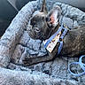 Bo joined the competition — help win amazing prizes! french_bulldog, puppy, dog, pet_bed, harness, bandana, cozy, gray, plush, indoor, cute, resting, small_dog, animal, canine, ears, leash, comfort, side_view, closeup