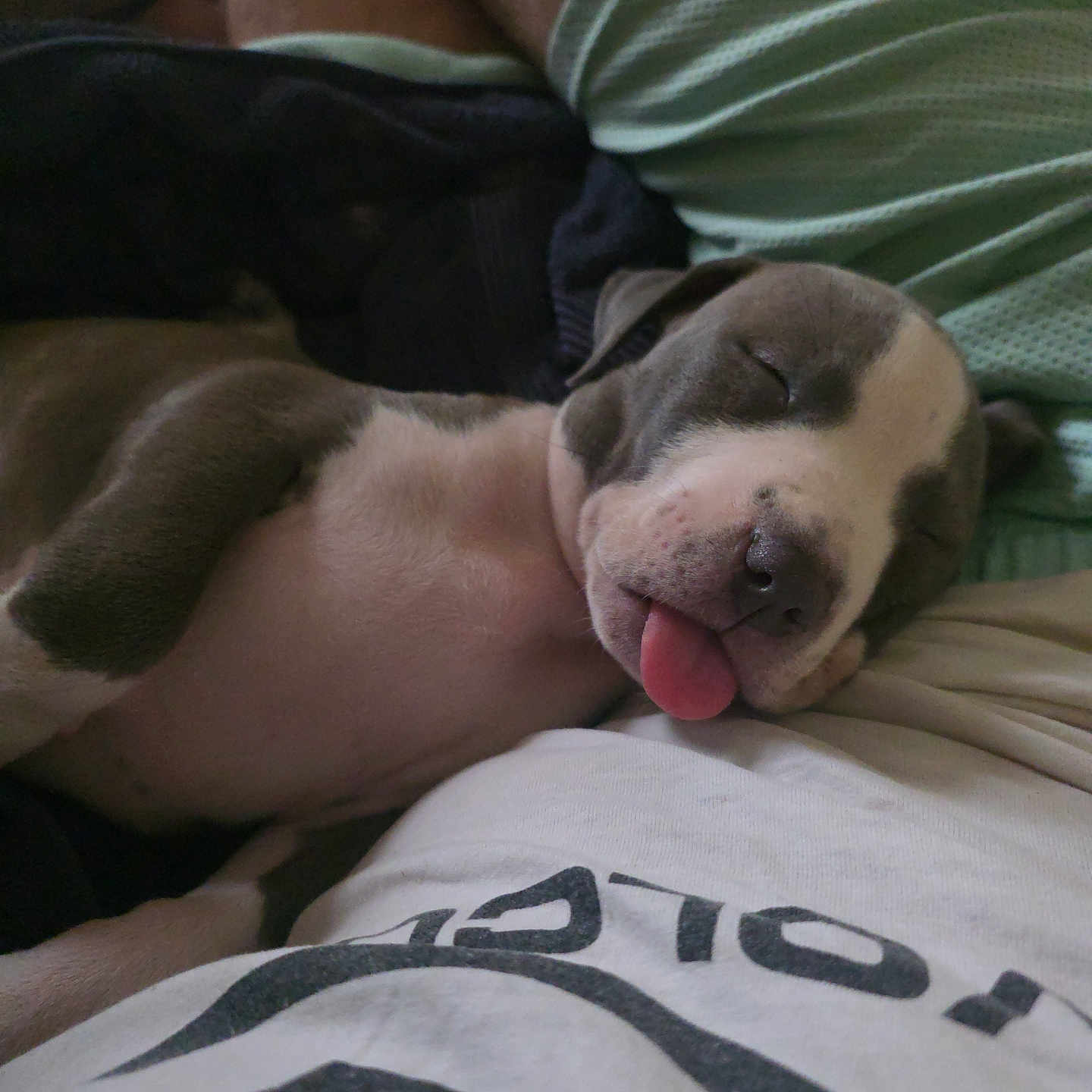 Nala
