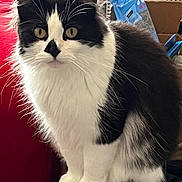 Kitty Kat joined the competition — help win amazing prizes! animal, black_and_white, cat, closeup, companion, cute, domestic_animal, feline, fluffy, fur, furniture, household, indoor, looking, pet, portrait, red_cushion, sitting, whiskers, yellow_eyes