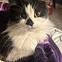 cat, black_and_white, fluffy, close_up, yellow_eyes, whiskers, blanket, purple, yellow, indoor, pet, fur, animal, resting, cozy, soft, domestic, cute, face, portrait