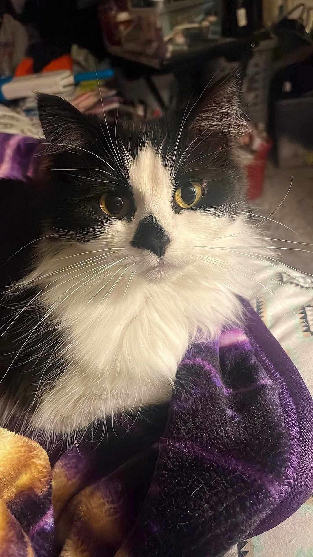 Kitty Kat