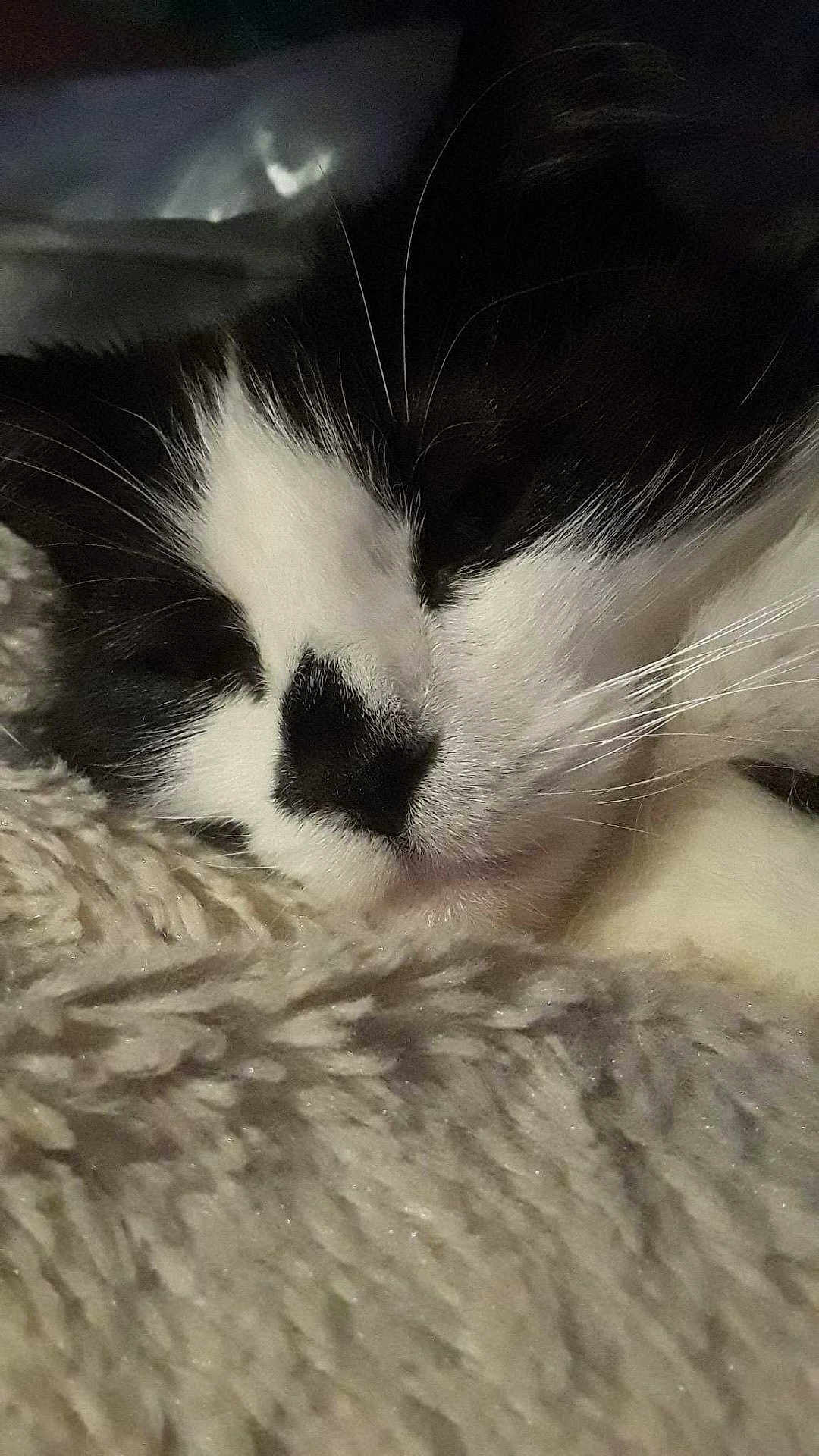 Kitty Kat is registered to the contest to win money with this photo: animal, black_and_white, blanket, cat, close_up, cozy, cute, domestic, feline, fur, indoor, mammal, peaceful, pet, relaxing, rest, sleeping, soft, texture, whiskers