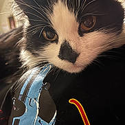 Kitty Kat is registered to the contest to win money with this photo: cat, black_and_white, close_up, whiskers, fur, amber_eyes, resting, face, pet, animal, indoor, soft_light, blurred_background, cute, feline, portrait, domestic_cat, curious, animal_face, closeup