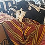 Kitty Kat joined the competition — help win amazing prizes! black_and_white, blanket, cardboard_box, cat, comfort, cozy, feline, fur, home, indoor, nap, paws, peaceful, pile, quiet, relaxed, resting, sleeping, soft, striped