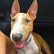 Marley participe au concours pour gagner de l'argent avec cette photo : animal, brown_and_white, canine, car_interior, close_up, collar, companion, cute, dog, domestic, ears, friend, friendly, happy, inside, pet, portrait, sitting, smiling, vehicle