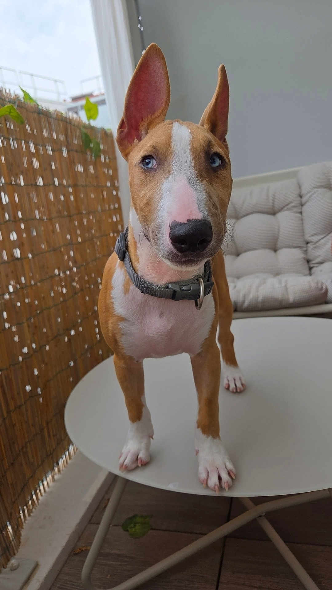 Marley