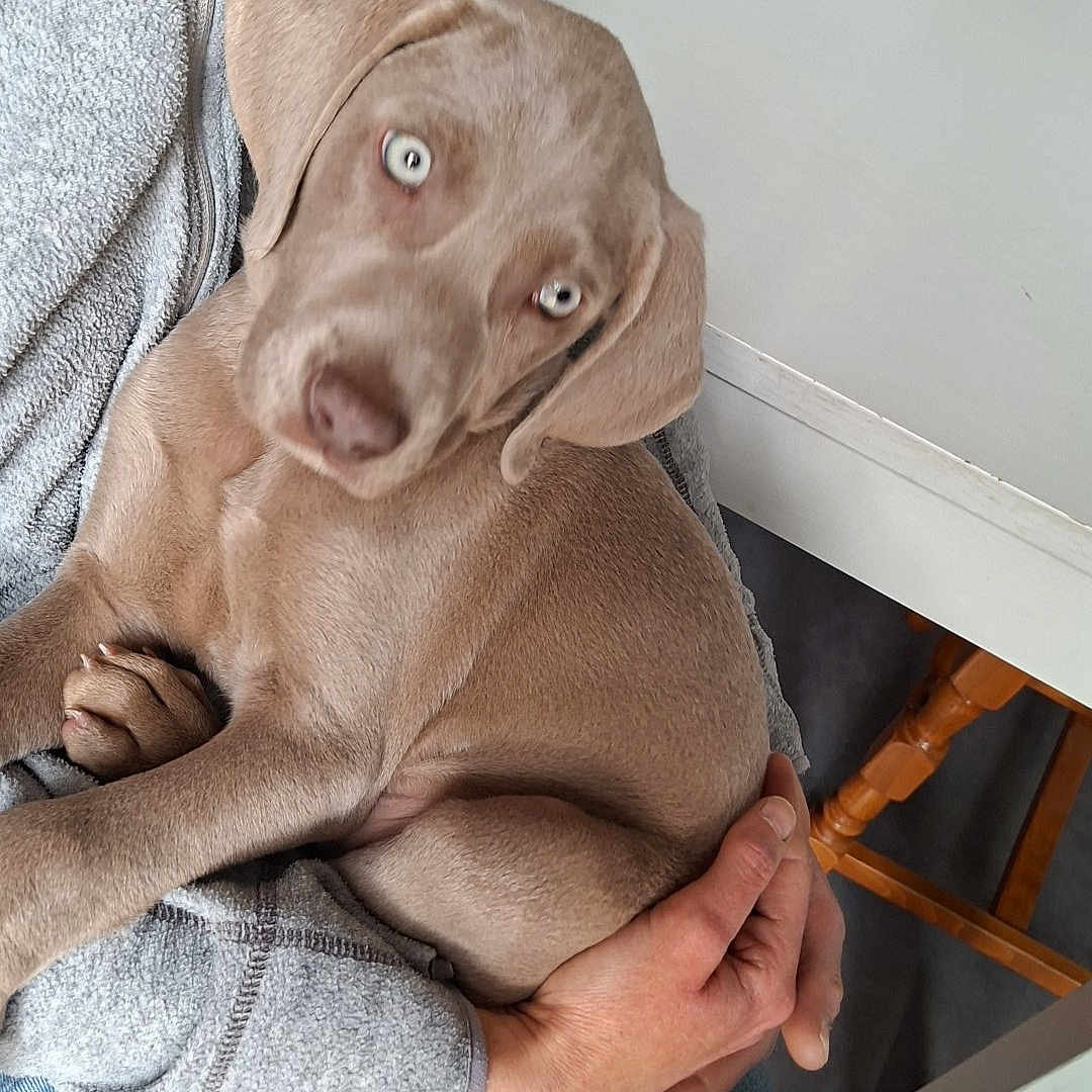 Bandit participe au concours pour gagner de l'argent avec cette photo : puppy, dog, blue_eyes, person, fleece_jacket, jeans, sitting, indoor, table, wooden_chair, pet, cute, animal, hand, lap, cozy, fur, young_dog, domestic_animal, friendly