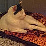 cat, white_cat, black_spot, animal, pet, feline, resting, blanket, leopard_print, pattern, indoor, cozy, fur, side_view, relaxing, domestic_animal, sleepy, bedroom, soft, warm