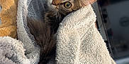 Skyla participe au concours pour gagner de l'argent avec cette photo : cat, tabby, blanket, cozy, indoor, fur, pet, curious, wide_eyes, soft_texture, home, relaxation, animal, cute, feline, resting, warm, snuggled, domestic, comfort