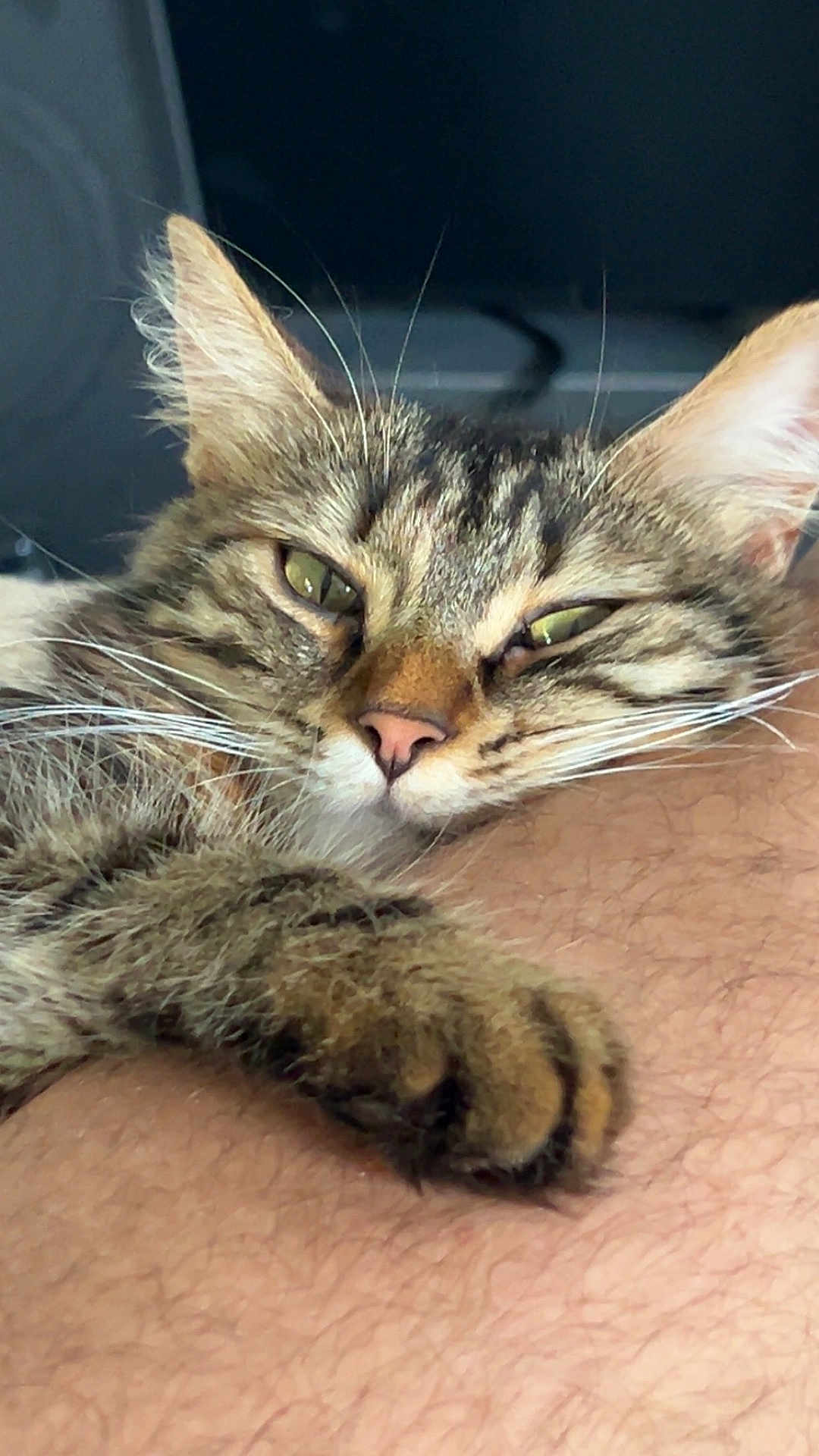 Skyla a rejoint le concours — aidez-le/la à gagner de superbes lots ! cat, tabby, paw, fur, close_up, sleepy, relaxed, pet, animal, whiskers, ear, face, human_arm, skin, hair, domestic_animal, indoor, companion, cute, resting