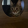 Skyla participe au concours pour gagner de l'argent avec cette photo : cat, tabby, wood, circle, curious, indoor, pet, animal, feline, eyes, whiskers, face, ears, closeup, playful, cozy, fur, looking, resting, home
