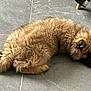 Aïko a rejoint le concours — aidez-le/la à gagner de superbes lots ! animal, canine, companion, cozy, curled_up, cute, dog, domestic, floor, fluffy, fur, indoor, mammal, paw, pet, relaxed, resting, sleeping, tail, tile_floor